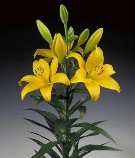 Natan Gerbera Flower