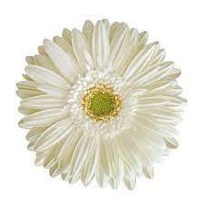 Natan Gerbera Flower