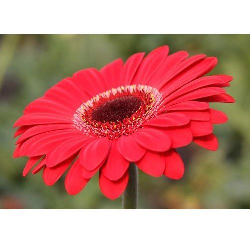 Natan Gerbera Flower