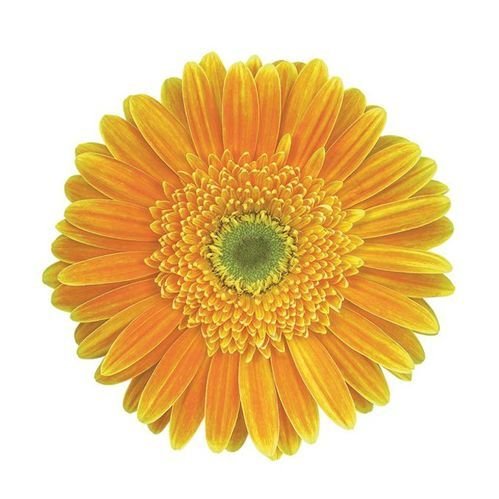 Natan Gerbera Flower