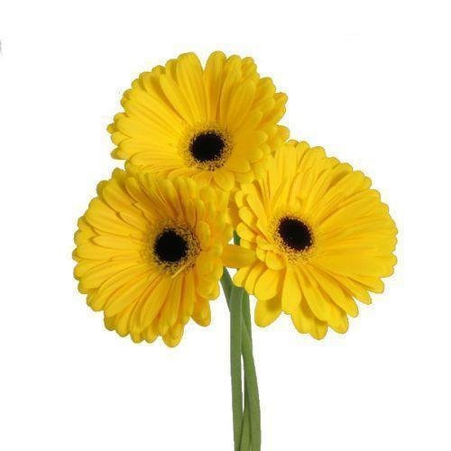 Natan Gerbera Flower