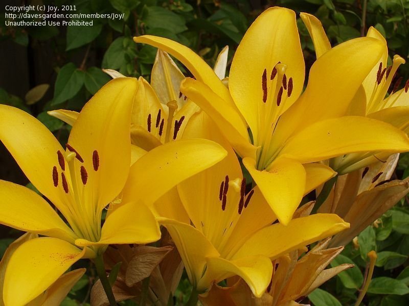 Natan Gerbera Flower