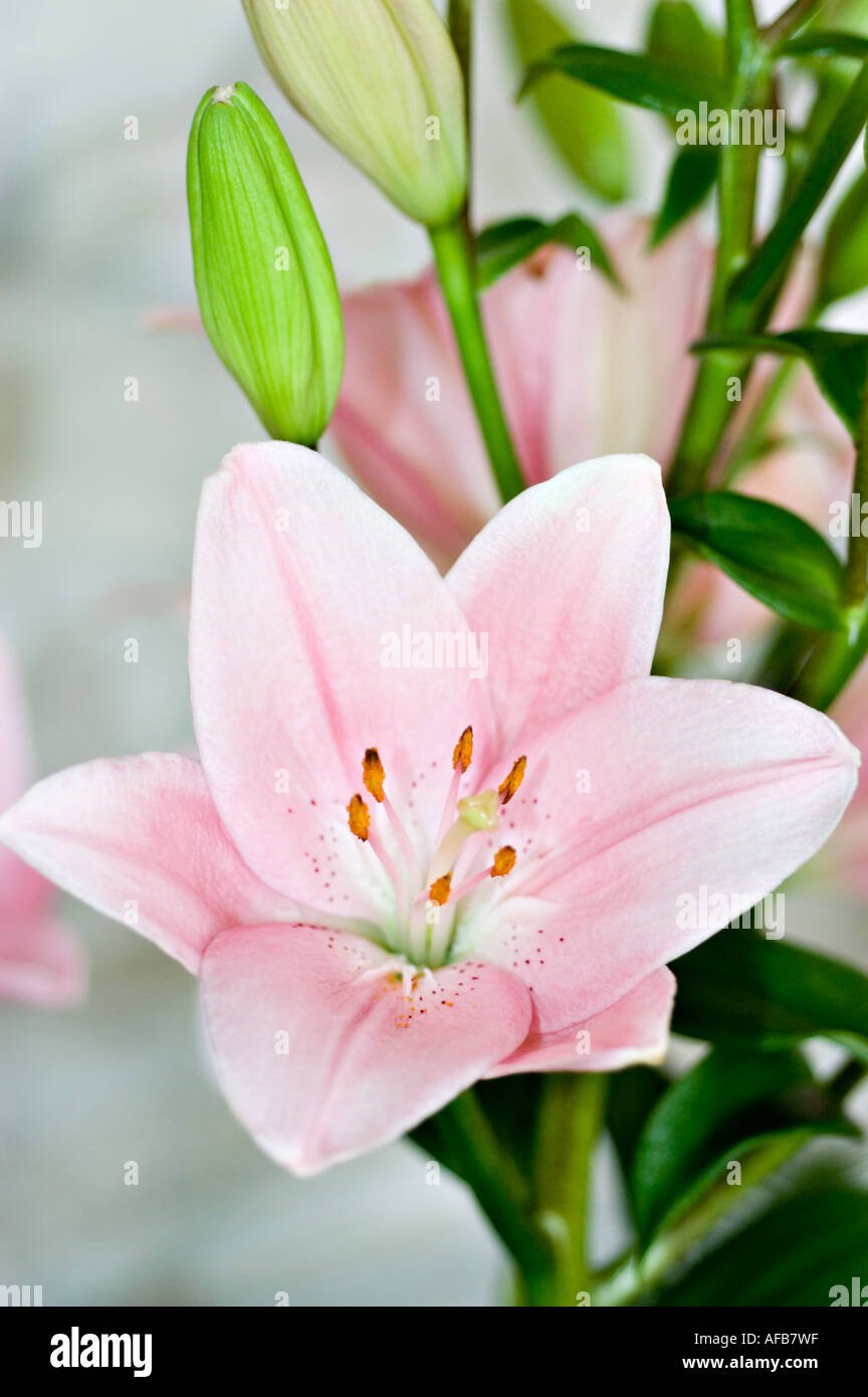 Natan Gerbera Flower