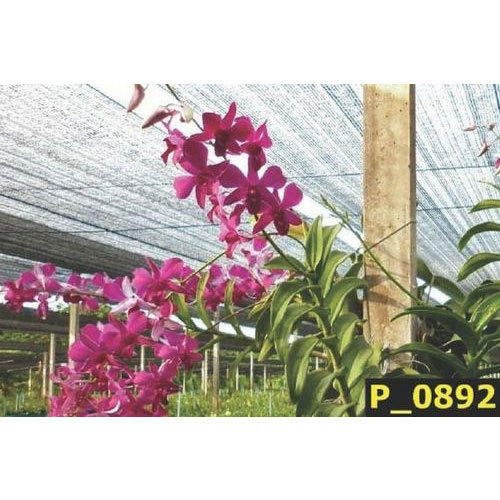 Natan Gerbera Flower