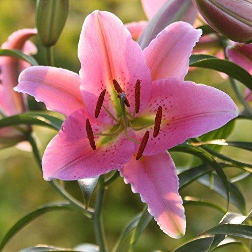 Natan Gerbera Flower