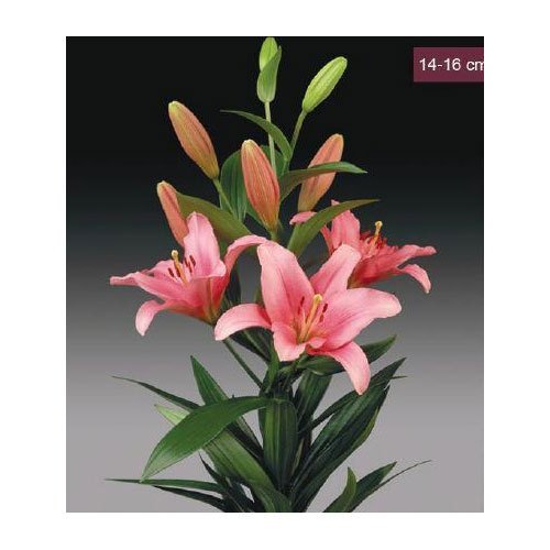 Natan Gerbera Flower