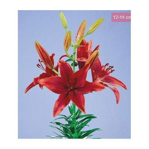 Natan Gerbera Flower