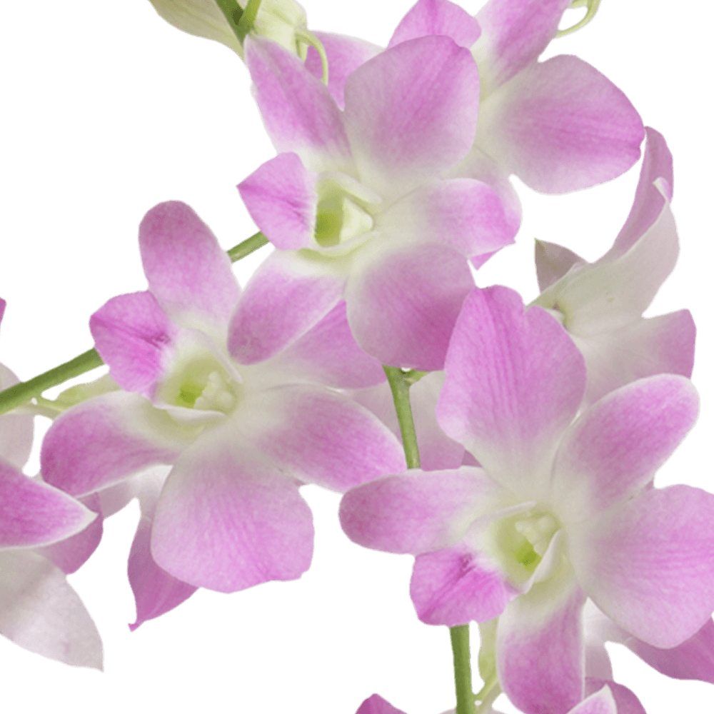 Natan Gerbera Flower