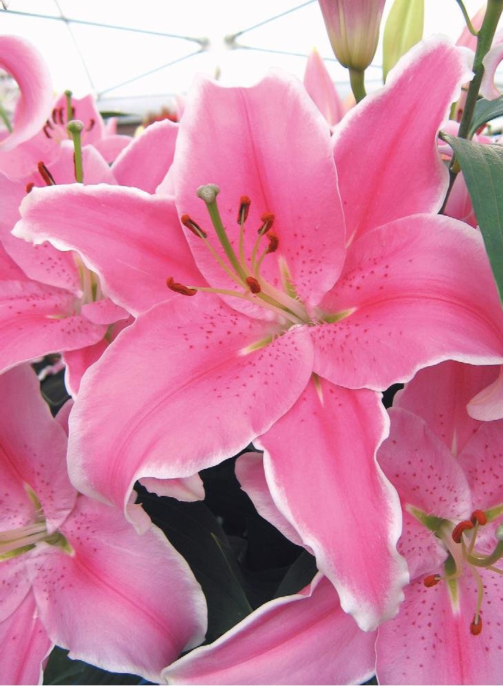 Natan Gerbera Flower