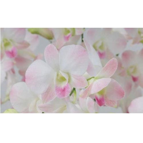 Natan Gerbera Flower