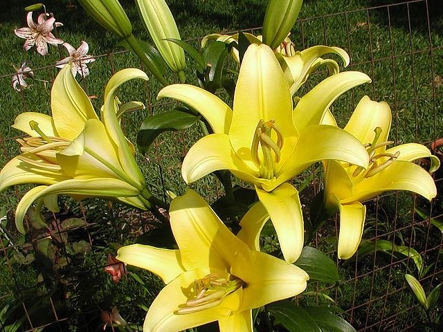 Natan Gerbera Flower
