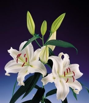 Natan Gerbera Flower