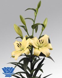 Natan Gerbera Flower