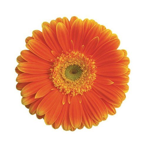 Natan Gerbera Flower