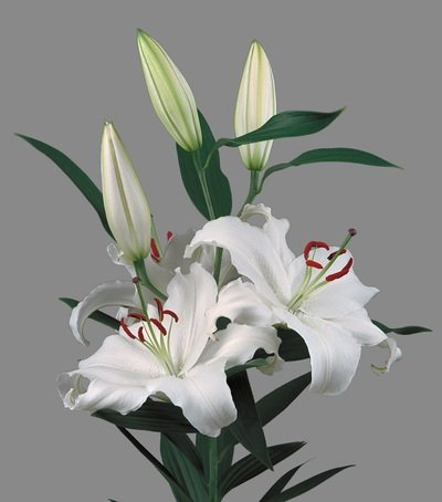 Natan Gerbera Flower