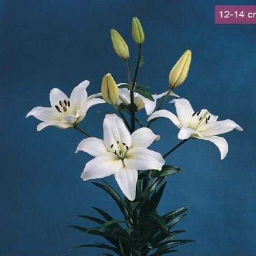 Natan Gerbera Flower