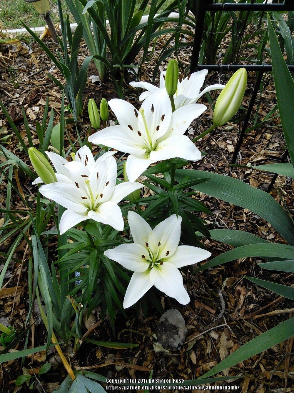 Natan Gerbera Flower