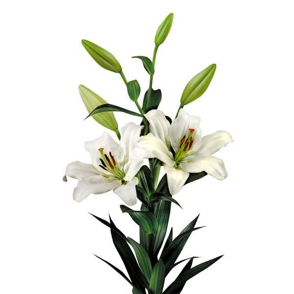 Natan Gerbera Flower